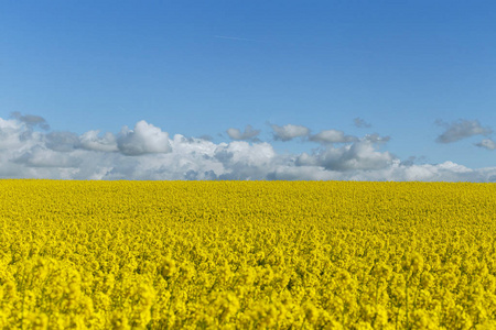 美丽的黄色开花油菜田在诺曼底, 法国。在阳光明媚的春日乡村农业景观