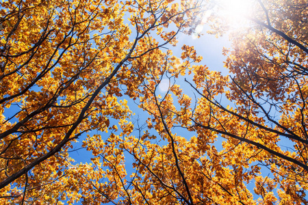金色的橡树叶与明亮的蓝天, 阳光透过秋叶过滤