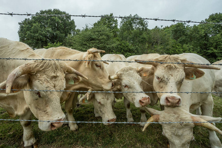 在法国诺曼底的一个阳光明媚的日子里, 牛在一片绿色的草地上吃草。养牛工业农业理念。夏季乡村景观, 家畜牧场