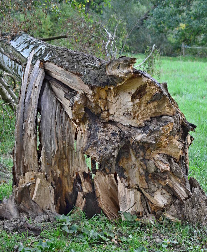 树连根拔起一棵大树南波希米亚