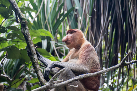 婆罗洲的猴