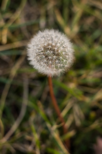 塔拉沙库姆, 俗称蒲公英