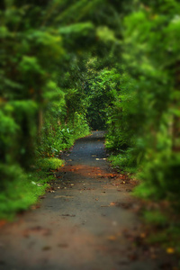 在森林里有绿树的步行街车道。穿越黑森林的美丽之路