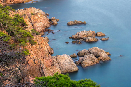 尼斯的细节从哥斯达黎加海岸在西班牙