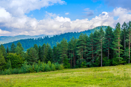 绿色的森林和山谷中喀尔巴阡山的照片