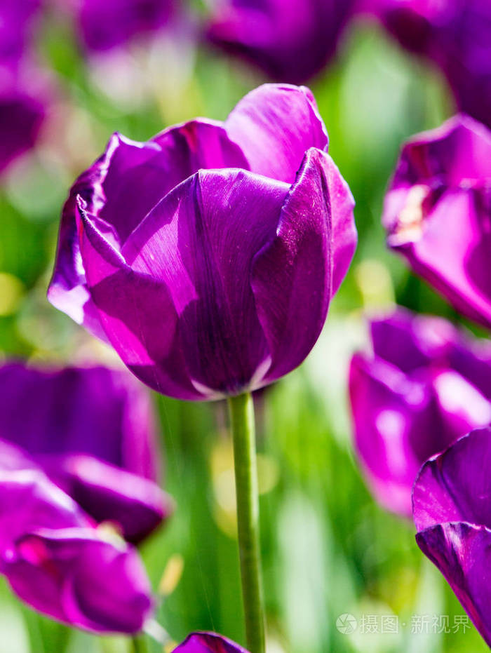 领域的紫色郁金香