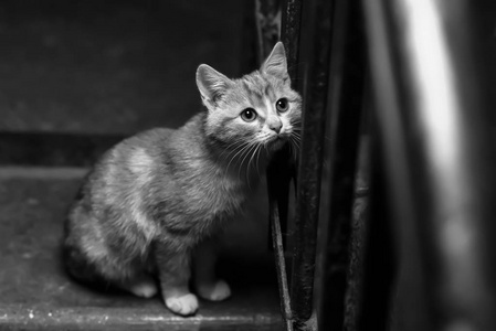 一只流浪猫在楼梯间图片