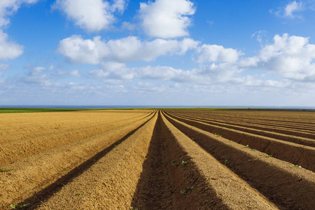 为在法国诺曼底种植庄稼而耕种的农田.乡村景观, 春季农田.