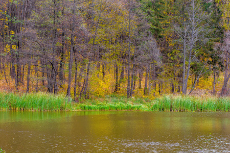 橙色秋天森林湖附近的叶子的照片