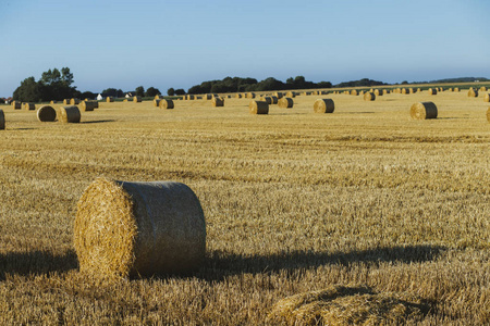 乡村景观, 农田在夏季.环境友好农业,工业农业概念照片