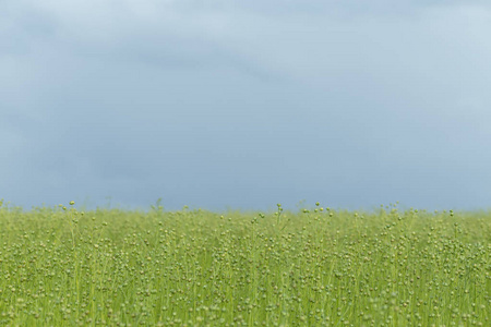 绿色胡麻领域在一个明亮的晴朗的天在诺曼底, 法国。夏季的乡村景观农田草地和农田。环境友好农业工业农业概念
