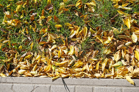 秋天的树叶在地上