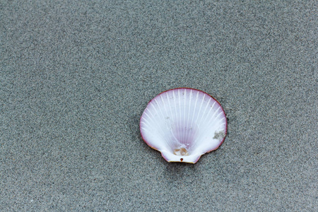 海贝壳在沙子夏天海滩