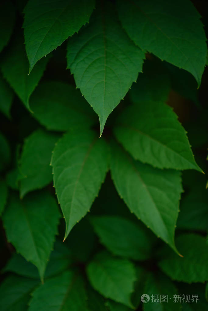 生活绿色栅栏的背景照片-正版商用图片0zrg1u-摄图新视界