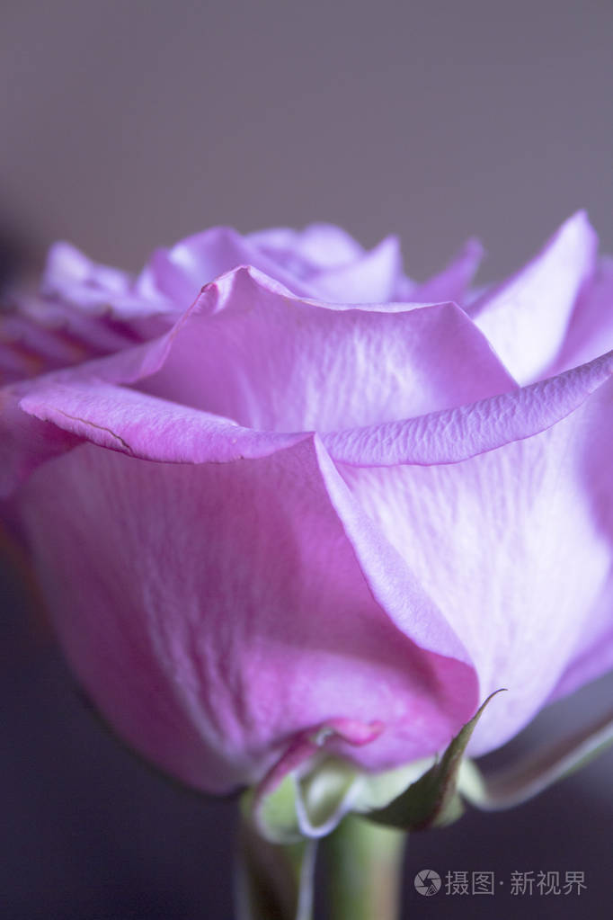 在黑色背景上的淡紫色玫瑰