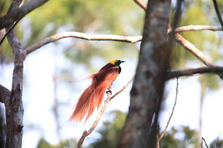 畿的天堂鸟 红羽极 在巴布亚新几内亚 Varirata 国家公园