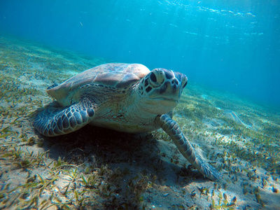 海鳖水下风光图片