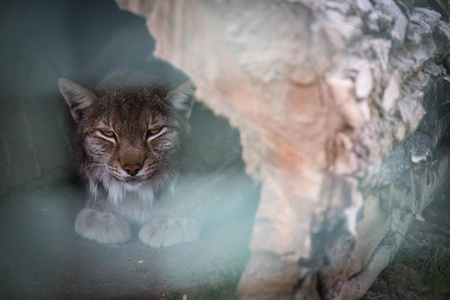 在乌克兰的基辅地区, 在动物园里的猞猁 12 月。5月15日