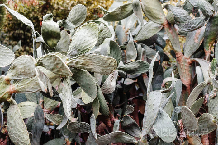 稍有枯萎带刺梨仙人掌背景