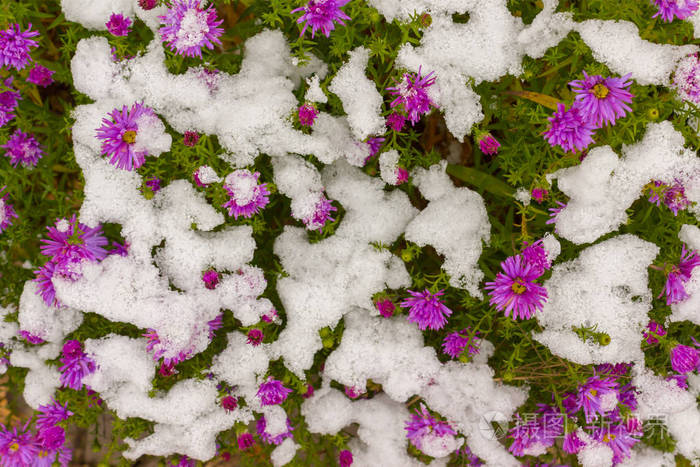 明亮的花朵覆盖着第一雪, 背景纹理 f