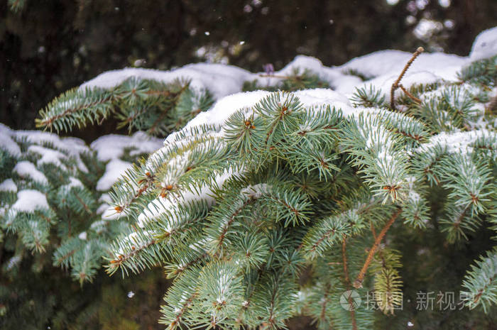 雪中松树树枝的冬季景观