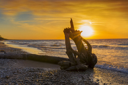 在日落时的湖休伦湖海滩上的浮木