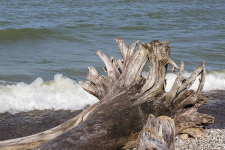 休伦湖的海滩上的浮木