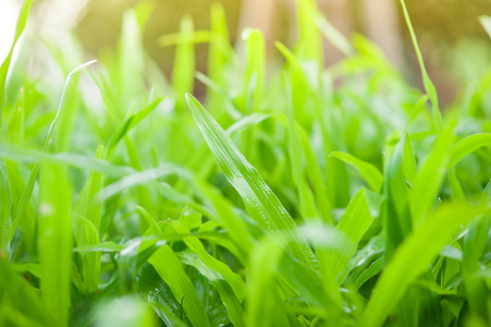 绿草特写