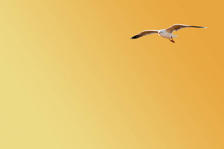 自由海鸥飞行在梯度橙黄色背景与拷贝空间照片