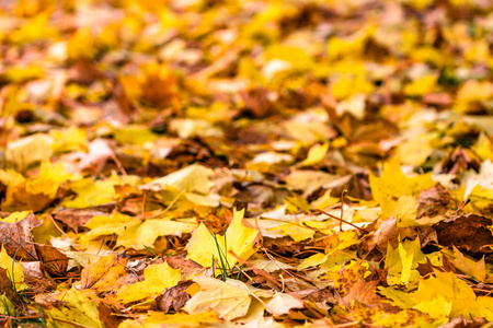 秋天背景与枫叶在黄色