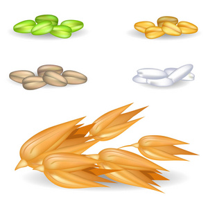 燕麦粒与其他收获在白色桩扁平茎上的大麦粒的耳朵孜然芹路径种子调味