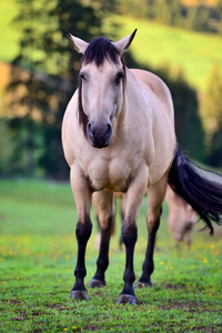 在性质上的马。一匹马，匹棕色的马的画像