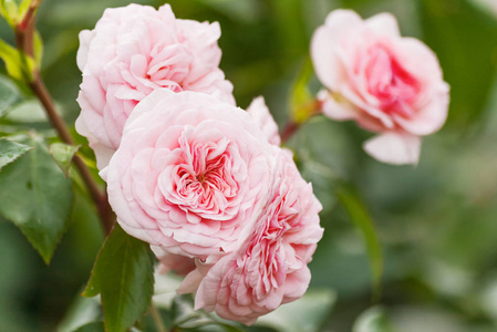 自然夏天背景与大卫奥斯汀粉红色玫瑰色。绿叶背景下美丽绽放的花朵