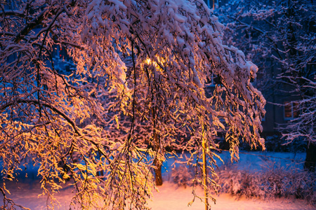 在路灯下被新鲜的雪覆盖的树图片