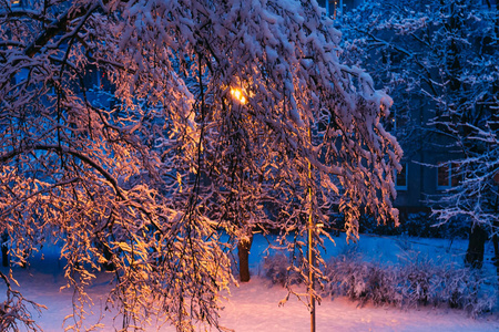 童话般的冬树覆盖着寒冷的新鲜雪