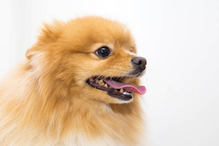 博斯的小狗图片