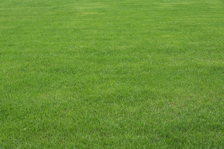 美丽的绿草地纹理照片