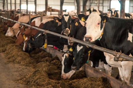 奶牛发现在奶牛场的意义 乳品业