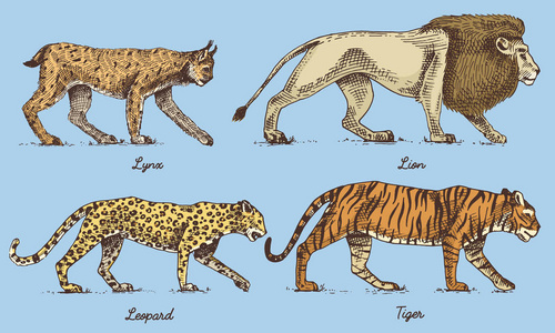 野生猫科动物集 猞猁狮豹和虎刻手绘在旧的素描样式，老式的动物