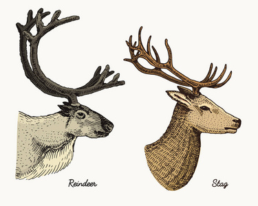 驯鹿和猎鹿鹿矢量手绘制的插图，与鹿角或角复古看头侧面刻野生动物