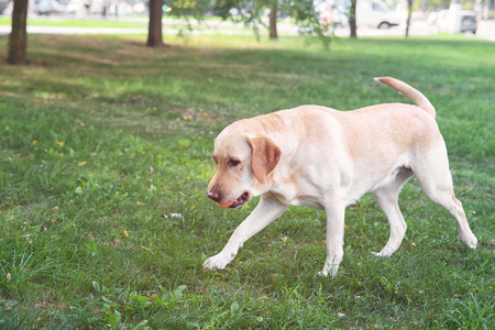 可爱的拉布拉多猎犬在公园