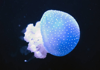 深海中的白色斑点水母。Phyllorhiza 斑