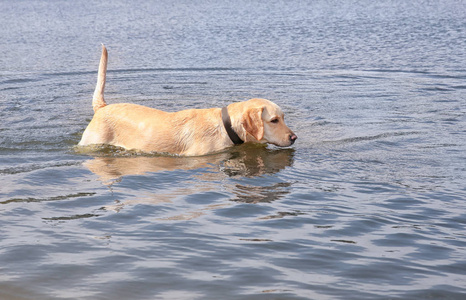 可爱的拉布拉多猎犬在水中图片