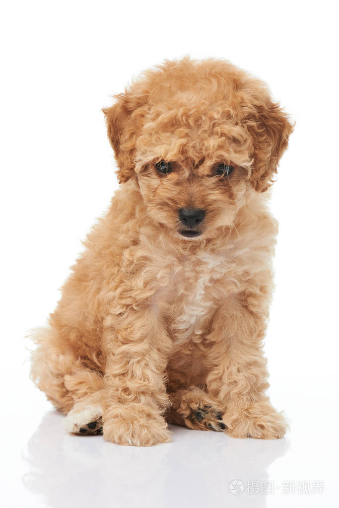 棕色贵宾犬小狗坐