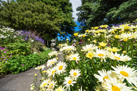 美丽的花朵在公园