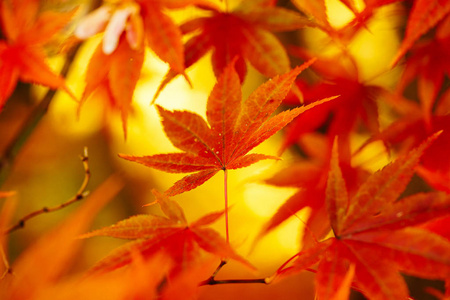 北海道秋季景观