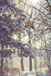 冰雪覆盖的风景林