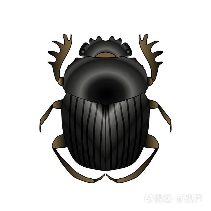 圣甲虫.geotrupidae dor 甲虫.草绘的 dor 甲虫.