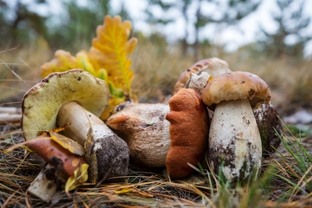 蘑菇在秋天的季节