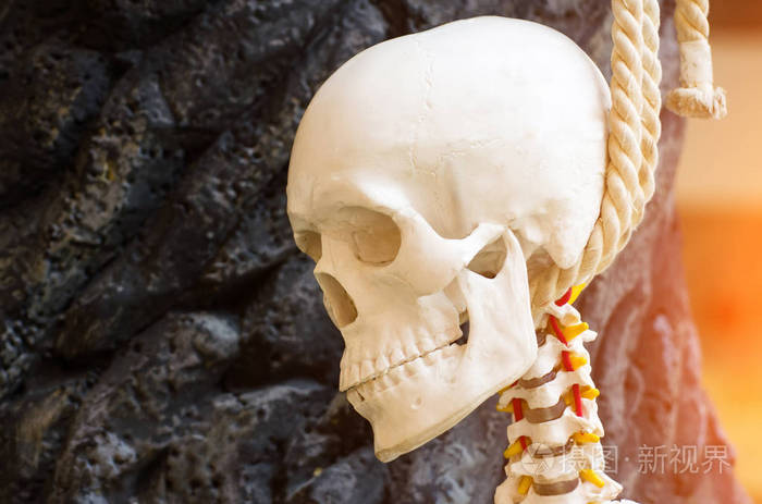 头骨和垂悬的骨骼为脖子在树